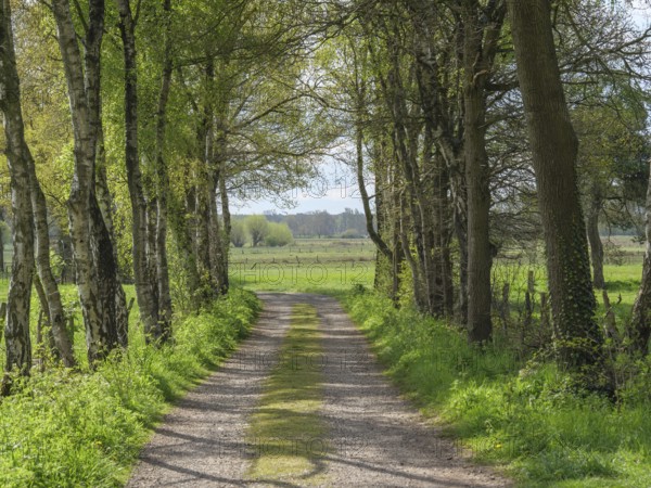 Shaded path surrounded by trees, leads into a wide field with greenery in spring, dingden,