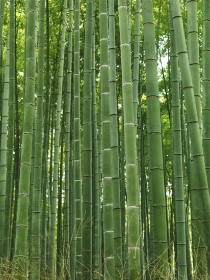 Green stems of bamboo forest. Arashiyama, Kyoto, Japan, Asia