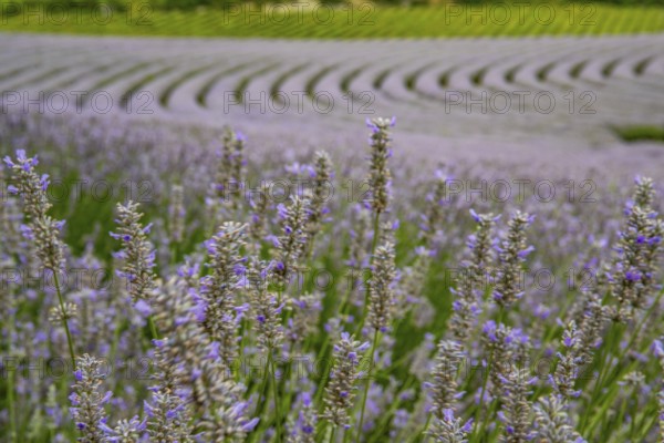 Lavender field at the end of the season. Landscape in late summer and in the evening at sunset on