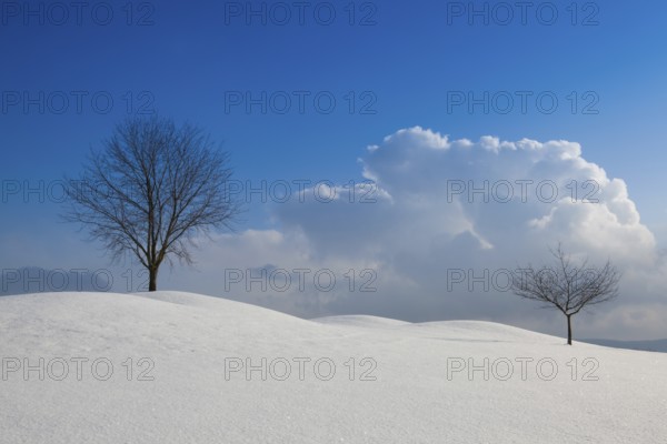 Lonely trees in a winter landscape under blue sky