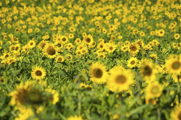 Common sunflower (Helianthus annuus), field in October as cover crop or catch crop, rural landscape