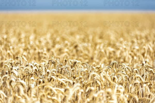 Grain in a field in Europe in July