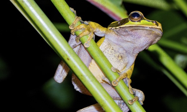 New Granada Cross-banded Tree Frog, Smilisca phaeota, Tropical Rainforest, Corcovado National Park,