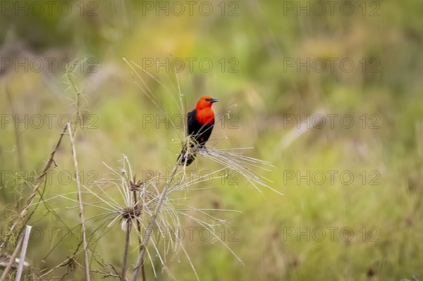 Scarlet-headed blackbird perched on reeds against natural defocused background, Pantanal Wetlands,