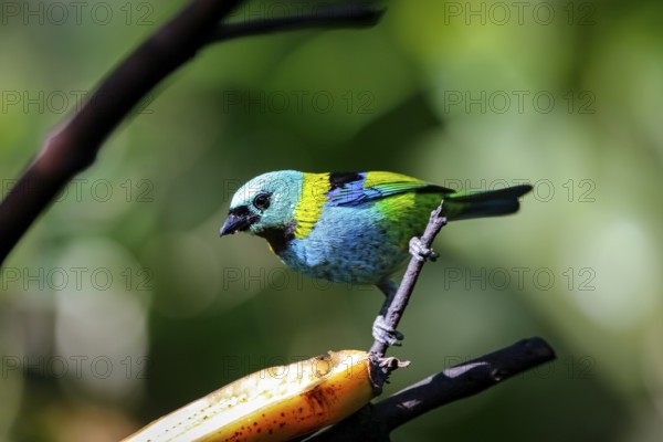 Green-headed tanager perched on a branch with banana against defocused green background, Folha