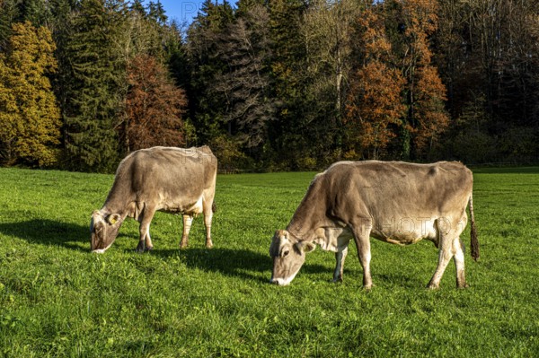 Grazing cows on a pasture in the sunshine in front of autumn-coloured trees, Leimbach, Thurgau,