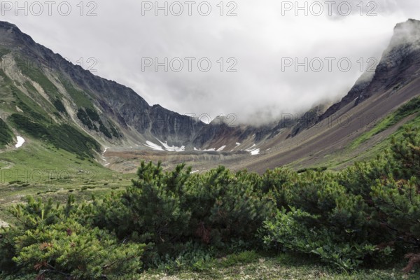 Evergreen shrubs Pinus Pumila growing in mountain circus of picturesque Mountain Range Vachkazhets