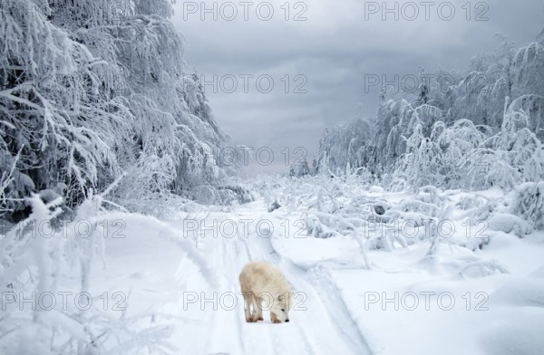 Wolf Road. Composition Polar wolf (Canis lupus tundrarum) in the taiga. This wolf is small and