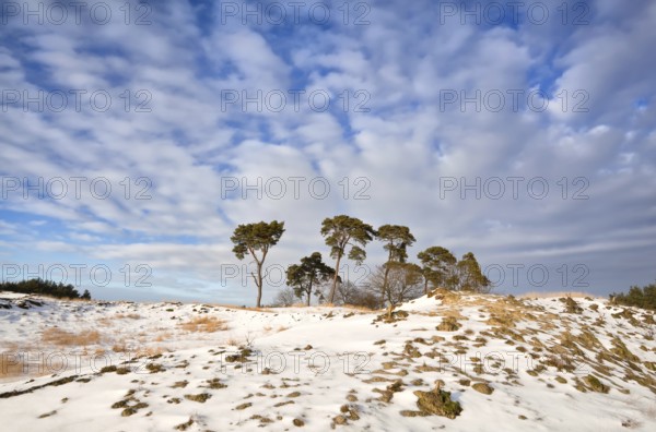 Pine trees on hill covered with snow over blue sky, Nunspeet, Netherlands