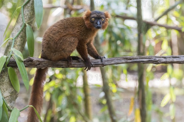 Hybrid between black lemur (Eulemur macaco) and crowned lemur (Eulemur coronatus) Palmarium Resort,