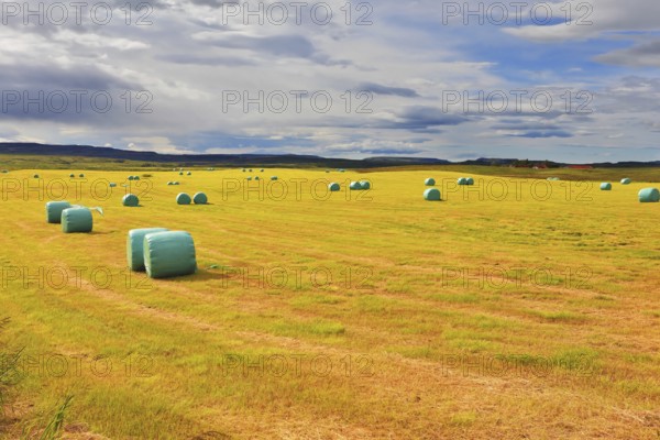 Mown grass folded into a neat stack and packed in special bags of plastic. Rural field after