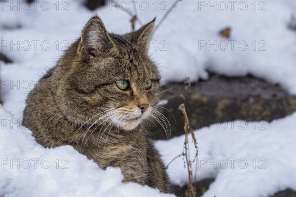 European Wild Cat (Felis silvestris)