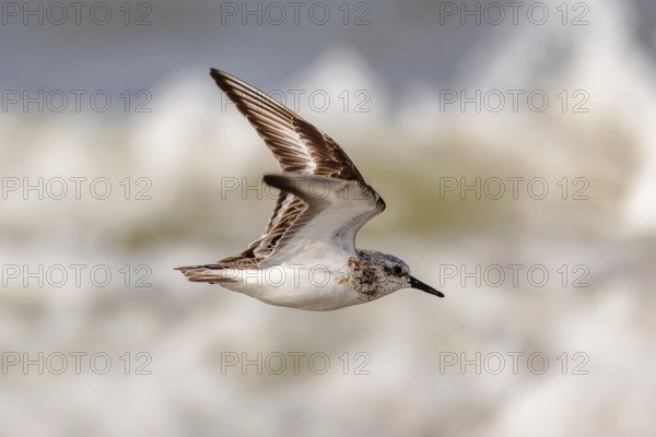 Sanderling (Calidris alba) in flight on the beach on Juist, East Frisian Islands, Germany, Europe