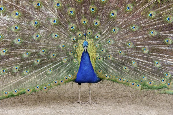 Peacock, male, Pavo Scalloped ribbonfish, mating, Oranienbaum, Wörlitz, Saxony-Anhalt, Germany,