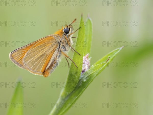 Small Skipper, Ochre Yellow Small Skipper, (Thymelicus sylvestris), butterfly, moth, insect, macro,