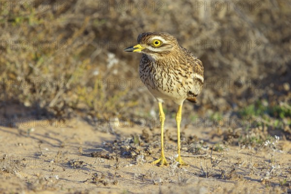 Curlew, Animals, Birds, (Burhinus oedicnemus), Biotope, Habitat, Foraging, Curlew family, Canary