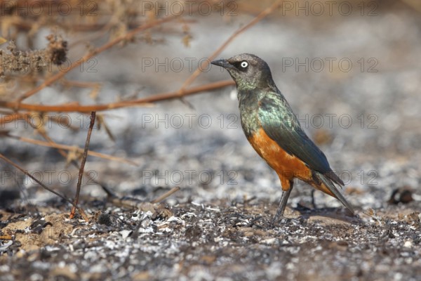 Red-bellied Glossy Starling, (Lamprotornis pulcher), animals, birds, starling, foraging, biotope,