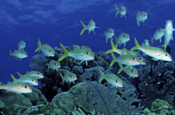 Yellow Mullet, Mulliodichthys martinicus, British Virgin Islands, BVI, Caribbean Sea, Caribbean,