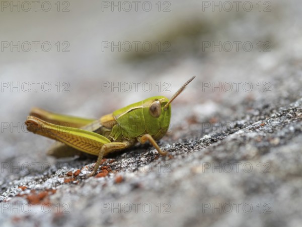 Heath grasshopper, (Stenobothrus lineatus), large heath grasshopper, insects, grasshopper,