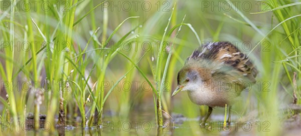 Little Crake, Little Crake, Small Crake, (Porzana parva), biotope, habitat, foraging, family of