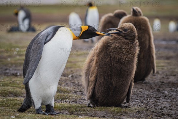 King penguins (Aptenodytes patagonicus), juvenile begging for food, Volunteer Point, Falkland