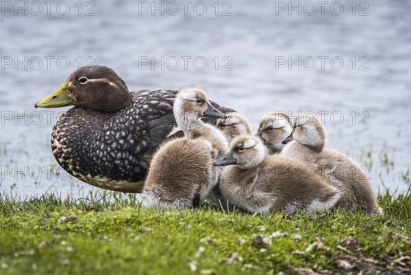 Falkland Steamer Duck (Tachyeres brachydactyla), female with chicks, Bleaker Island, Falkland