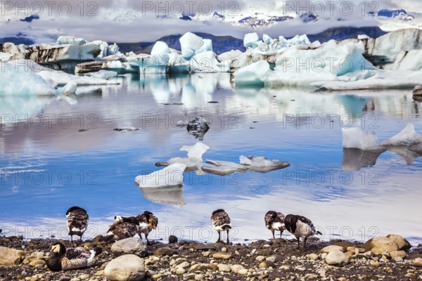 Flock of geese grazing on the lagoon. Sunrise illuminates the glacier Vatnajokull and water of Ice