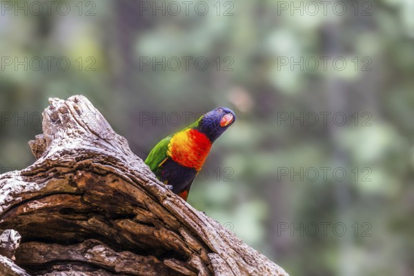 Lori parrot - small, brightly colored in all colors of the rainbow, woody parrot. Parrot sits on a