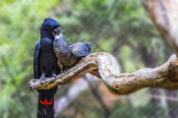 Gentle couple. Pair of bright parrots gently kissing on a branch. Budgerigars are small, brightly