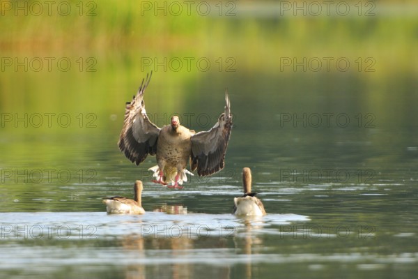 Graugaense, Anser anser, Greylag goose