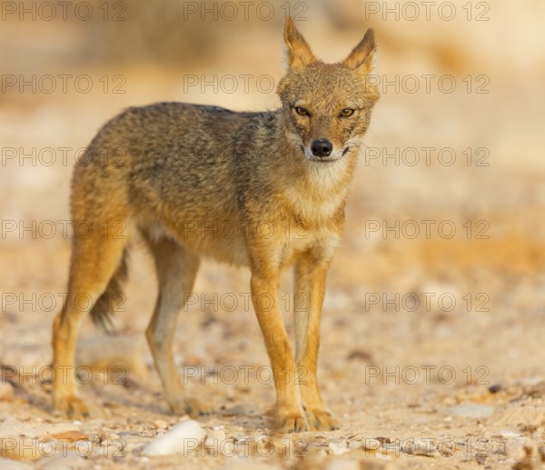 Golden jackal, (Canis aureus), animals, mammals, jackal, related to the wolf, Road to Ezuz, Ezuz,