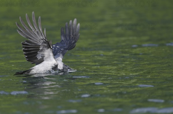 Hooded Crow (Corvus corone cornix)
