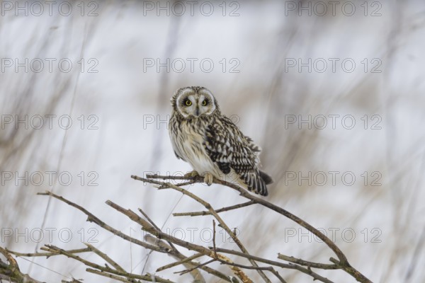 Short-eared owl (Asio flammeus)