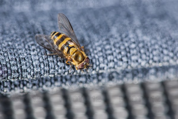 Elevated full length view of a hover fly (lat: Episyrphus balteatus) on a blue fabric covering of a
