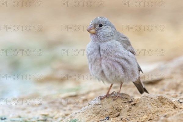 Desert Finch, Finch Family, Finch, Trumpeter Finch, (Rhodopechys githaginea), Roselin githagine,