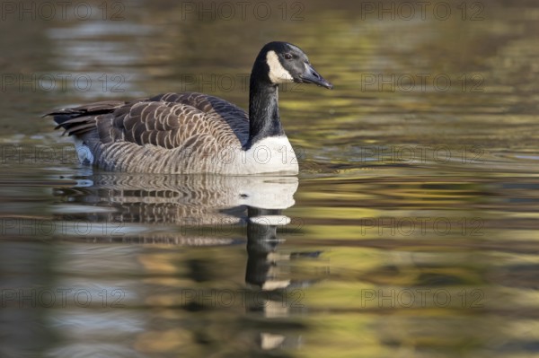 Canada goose, (Branta canadensis), animals, birds, goose, geese, duck family, Luisenpark, Mannheim,