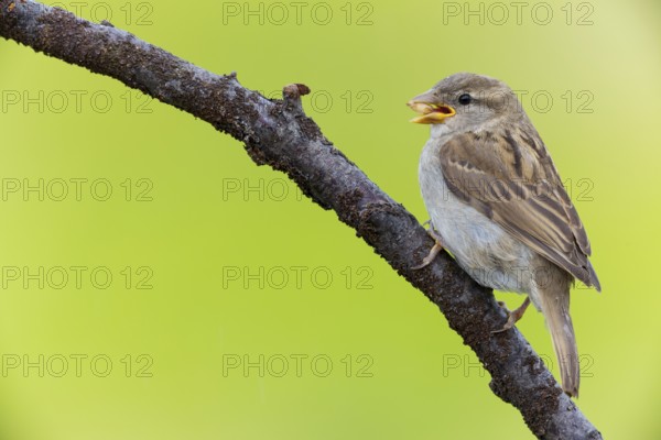 House sparrow, sparrow, house sparrow, (Passer domesticus), animals, birds, songbirds, sparrow