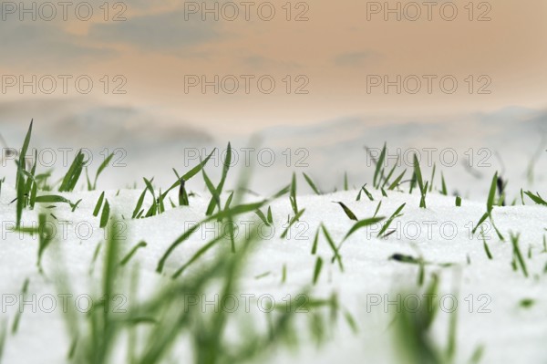 Farming in the North. Frost-resistant winter wheat under the first snow. A short winter day with