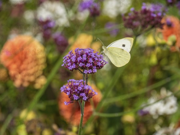 White butterfly on a purple flower against a colourful background in a summer garden, Bad