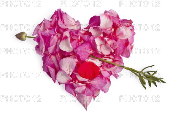 The heart of the pink petals of Pelargonium, rubbed through by an arrow from a red flower with