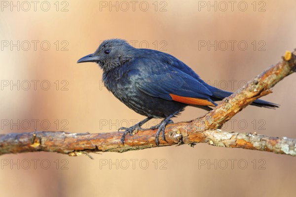 A Red-winged Starling on a perch, (Onychognathus morio), Africa, South Africa, KwaZulu-Natal,