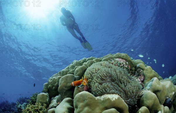 Snorkelling over coral reef with anemone fish, Amphiprion nigripes, Maldives, Indian Ocean, Meemu