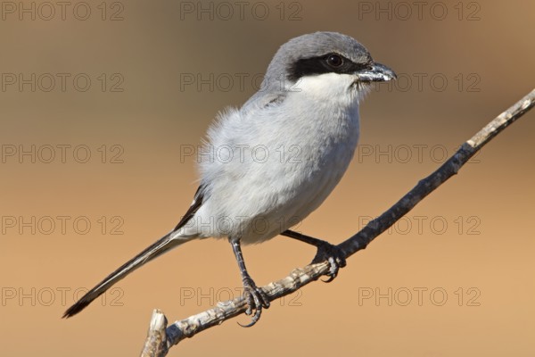 Mediterranean Grey Shrike, Mediterranean Grey Shrike, Great Grey Shrike, (Lanius excubitor