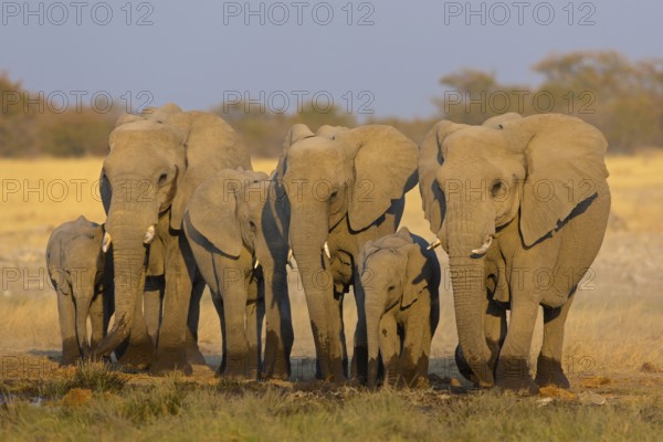African elephant, (Loxodonta africana), animals, mammals, Africa, mud bath, young animal,