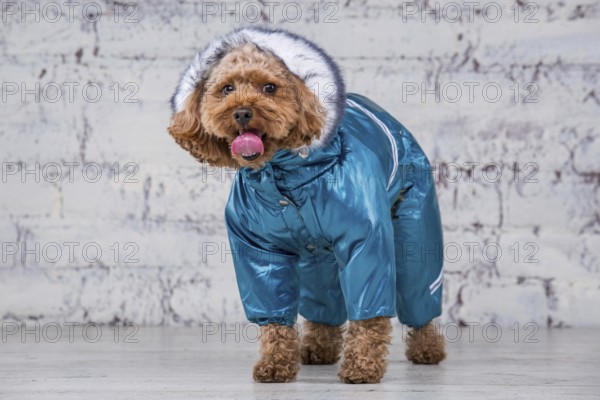 Small funny dog of brown colour with curly hair of toy poodle breed posing in clothes for dogs.