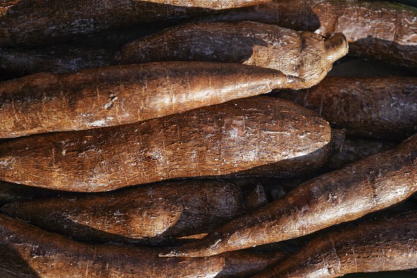 Yuca / Macaxeira (Manihot esculenta) roots displayed at food market in London, sun shines on,