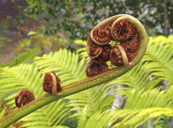 An unfurling fern leaf in close up with complex spiral unfolding pattern with bright green
