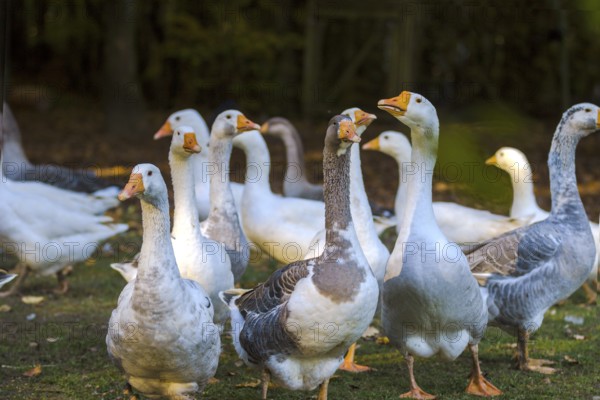 Geese in the outdoor enclosure