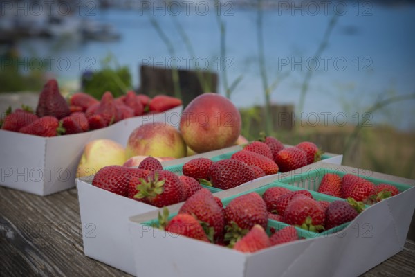 Basket of strawberries and nectarines from the farmers' market in Sausalito, California, USA, USA,