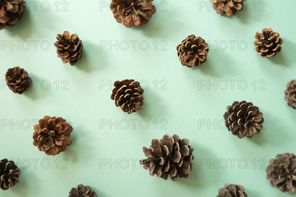 Pine cone pattern on mint green background. top view